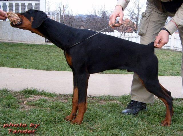 Doberman--zenkice-i-muzjaci