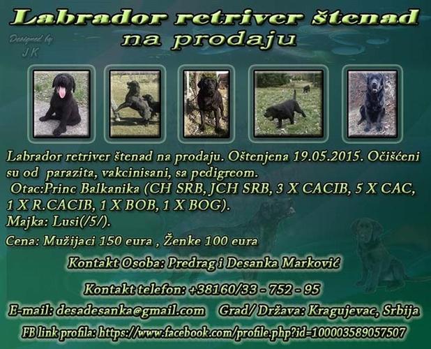 Labrador Retriver štenad 