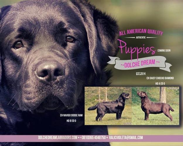 Labrador retriver stenci