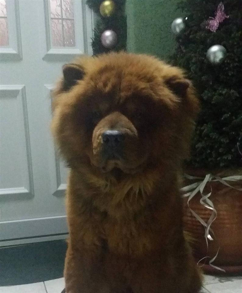 Chow-Chow