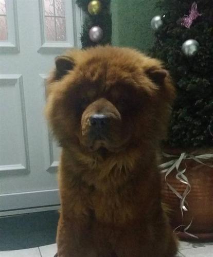 Chow Chow