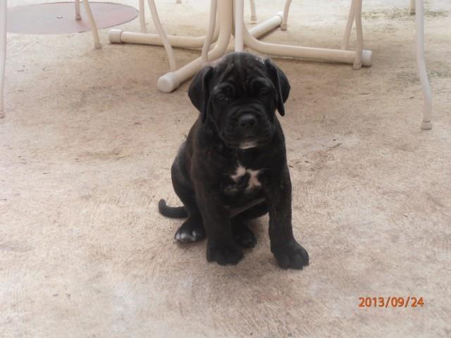 Cane-corso-štenci