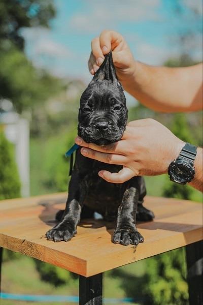 Cane-Corso-vrhunski-štenci