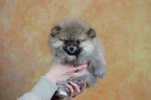 Pomeranac-Boo-stenci