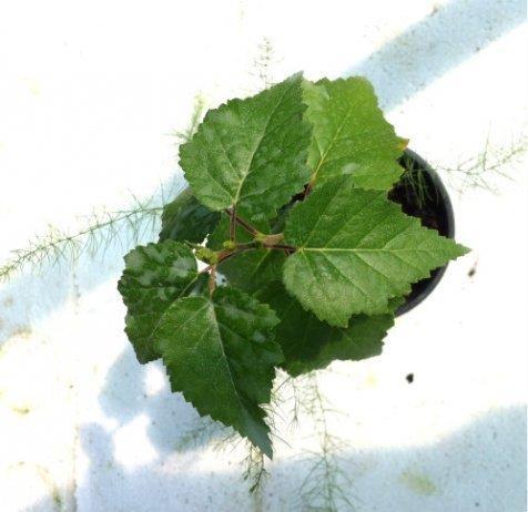 Breza-sadnice--forma-padajucih-grana-