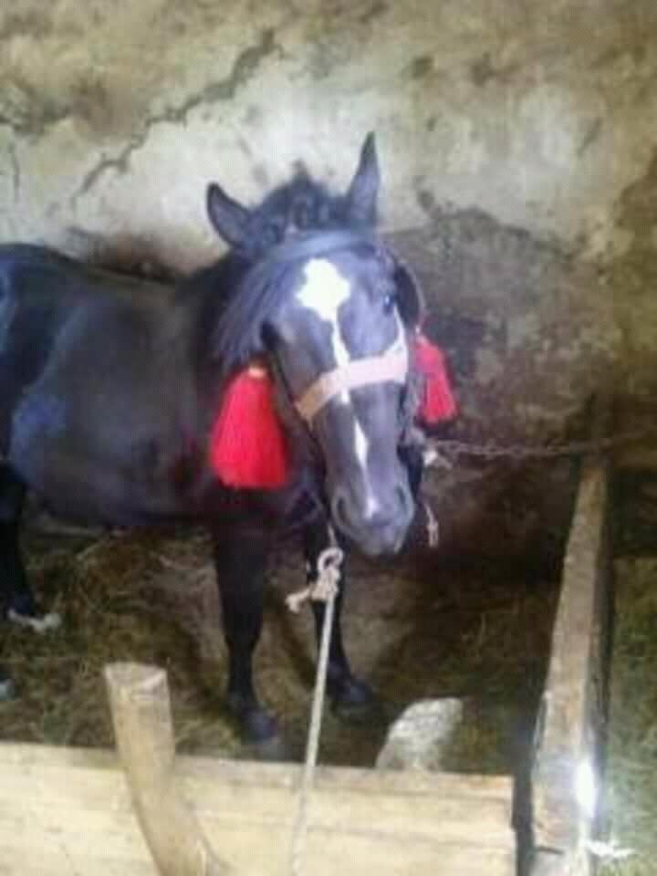 Konj