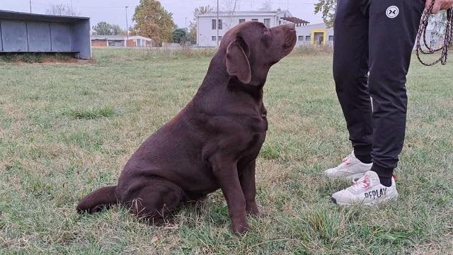 Labrador-retriver