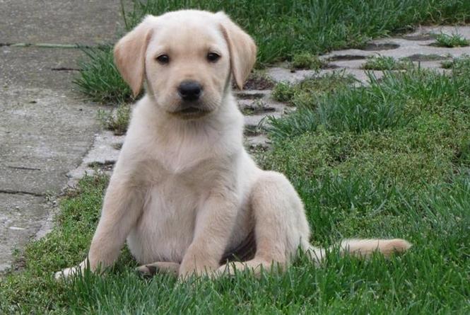 Labrador retriver stenad