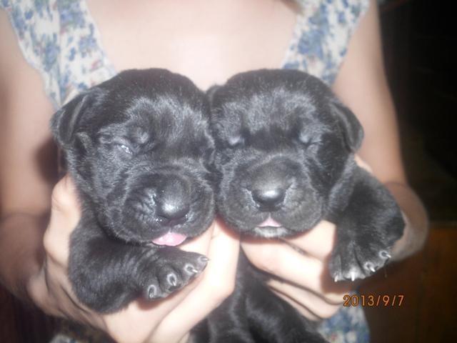 Cane-Corso--stenci