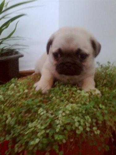 Mops stenad