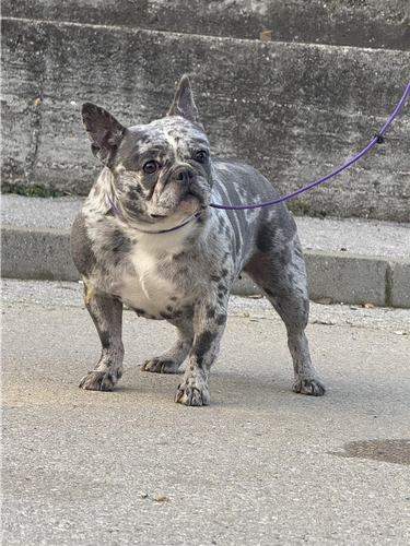 Francuski buldog