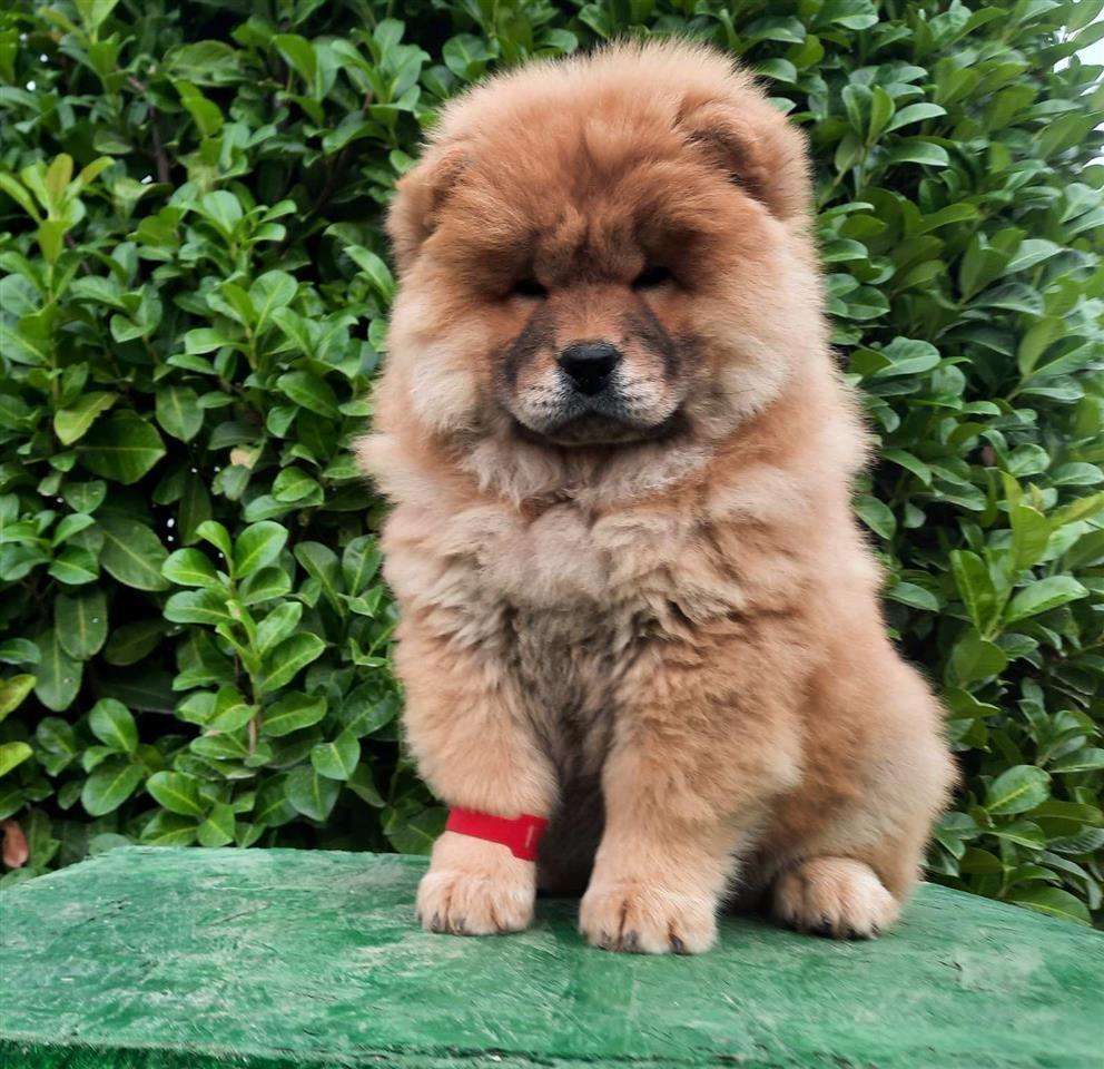 Čau-Čau--Chow-chow--štenci