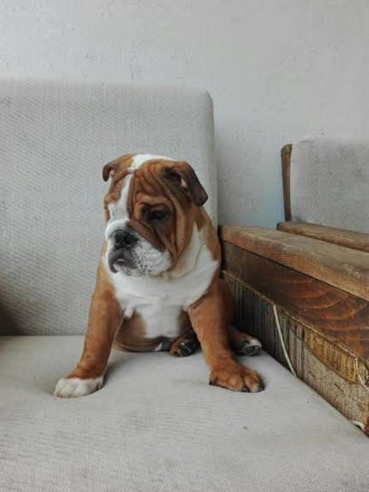 Engleski-buldog