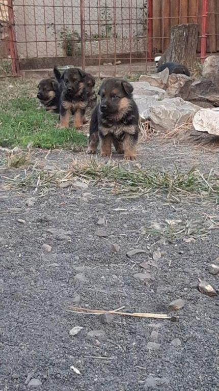 Na-prodaju-stenci-nemackog-ovcara-