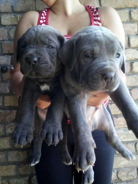 Cane-Corso-stenci