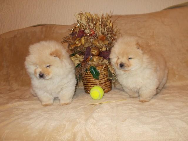 Chow-chow-cau-cau-stenad-