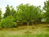 Vikendica-12m2-sa-placem-od-10ari-