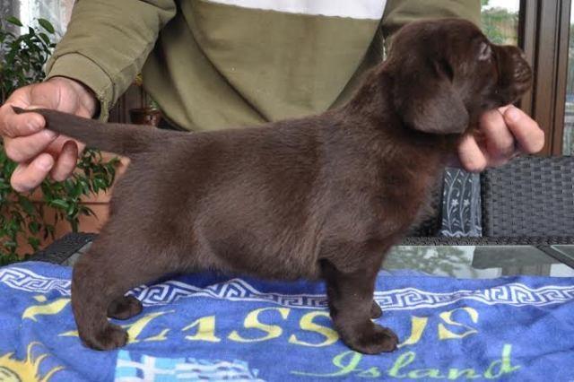 Labrador-Retriver--cokoladni-stenci