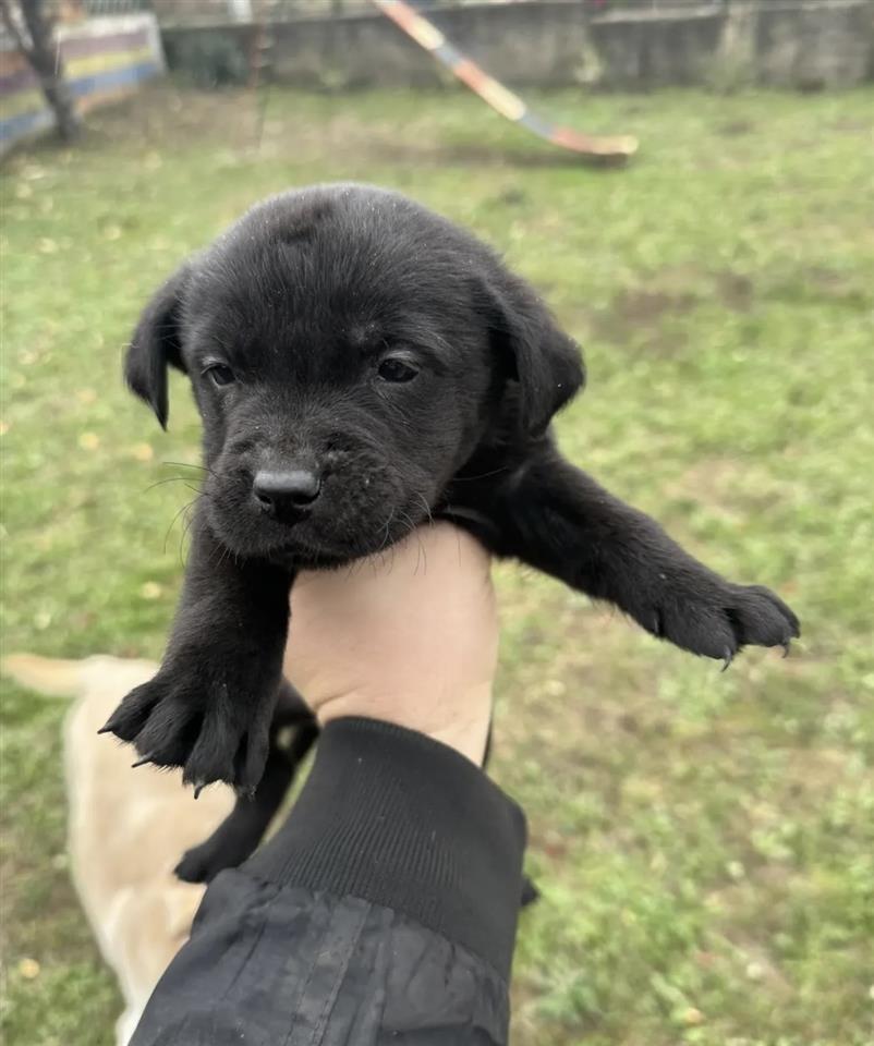 Labrador-štenci-