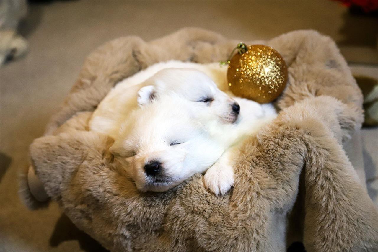 Samojed-štenci