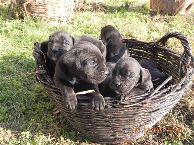 Cane Corso štenad