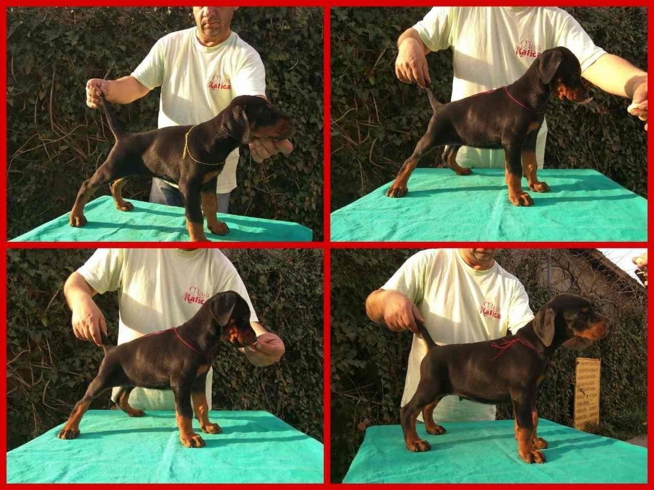 Doberman-štenad