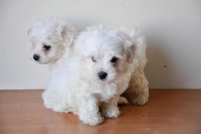 Maltezer i coton de tulear stenci na prodaju