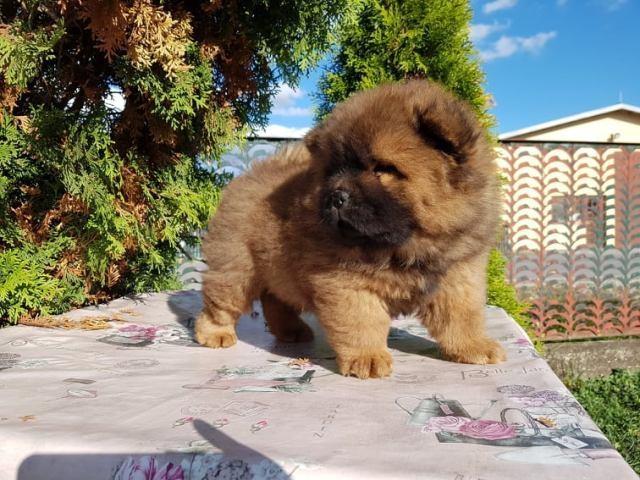 Chow-cau-cau