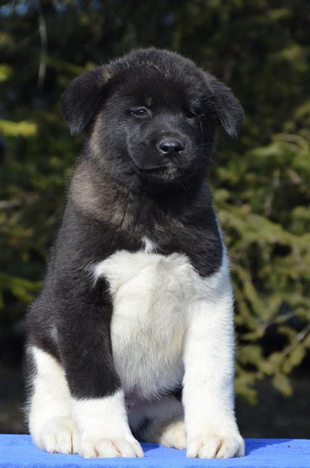 Američka-akita-štenci