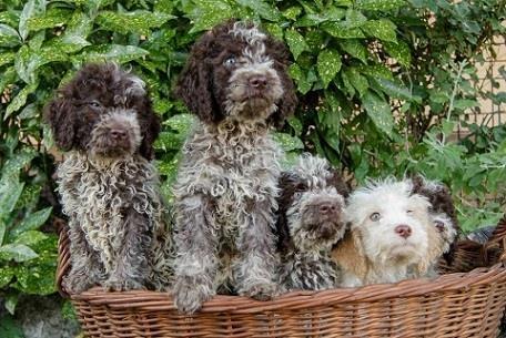 Lagotto-romagnolo-