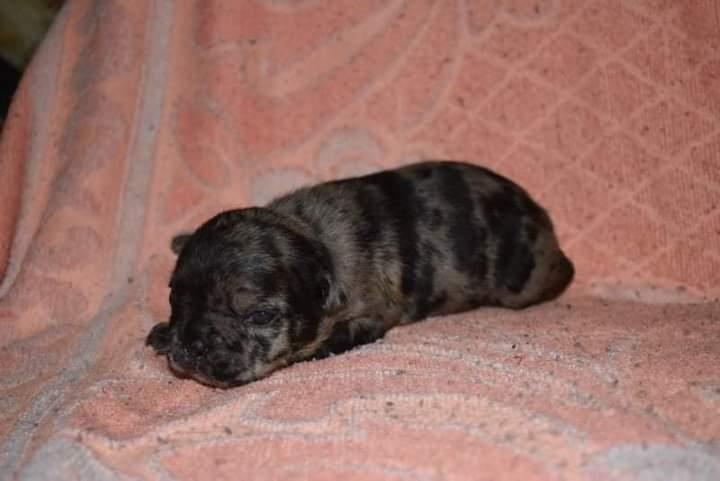 Francuski-buldog-