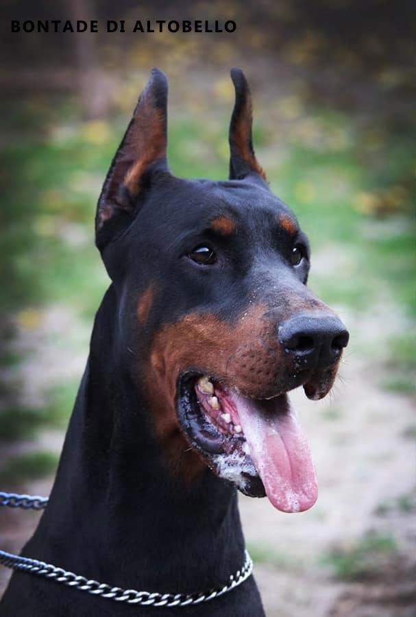 Doberman-štenci-na-prodaju