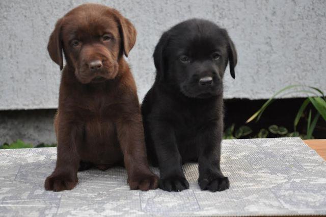 Labrador-Retriver--stenci