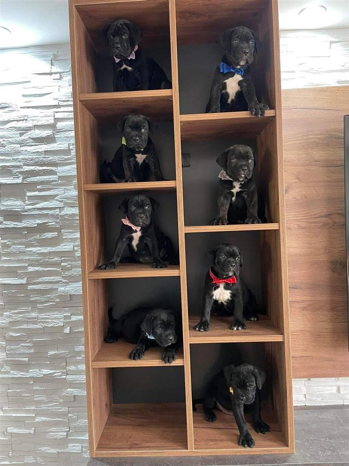 CANE-CORSO-ŠTENCI-NA-PRODAJU
