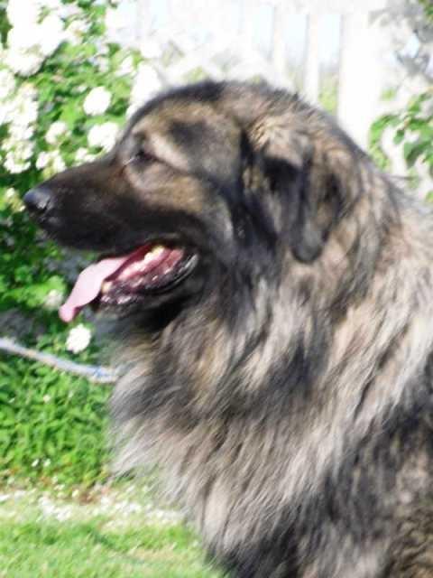 Šarplaninac--extra-stenci-