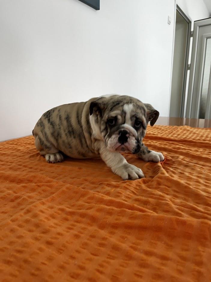 Engleski-buldog