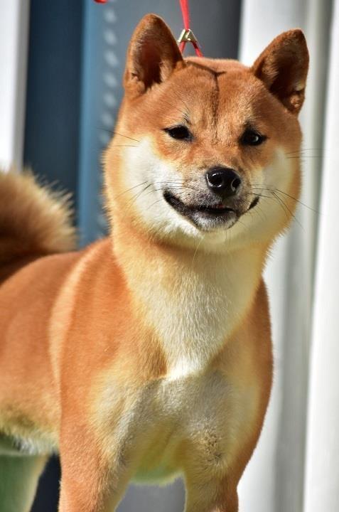 Shiba-Inu