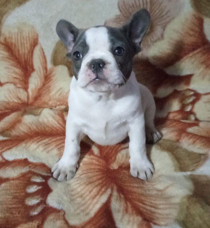 Francuski-buldog---plavi-štenci