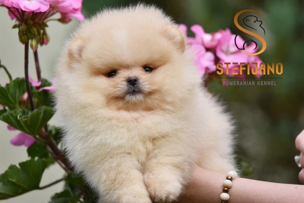 Pomeranski-spic