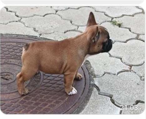 Francuski-buldog