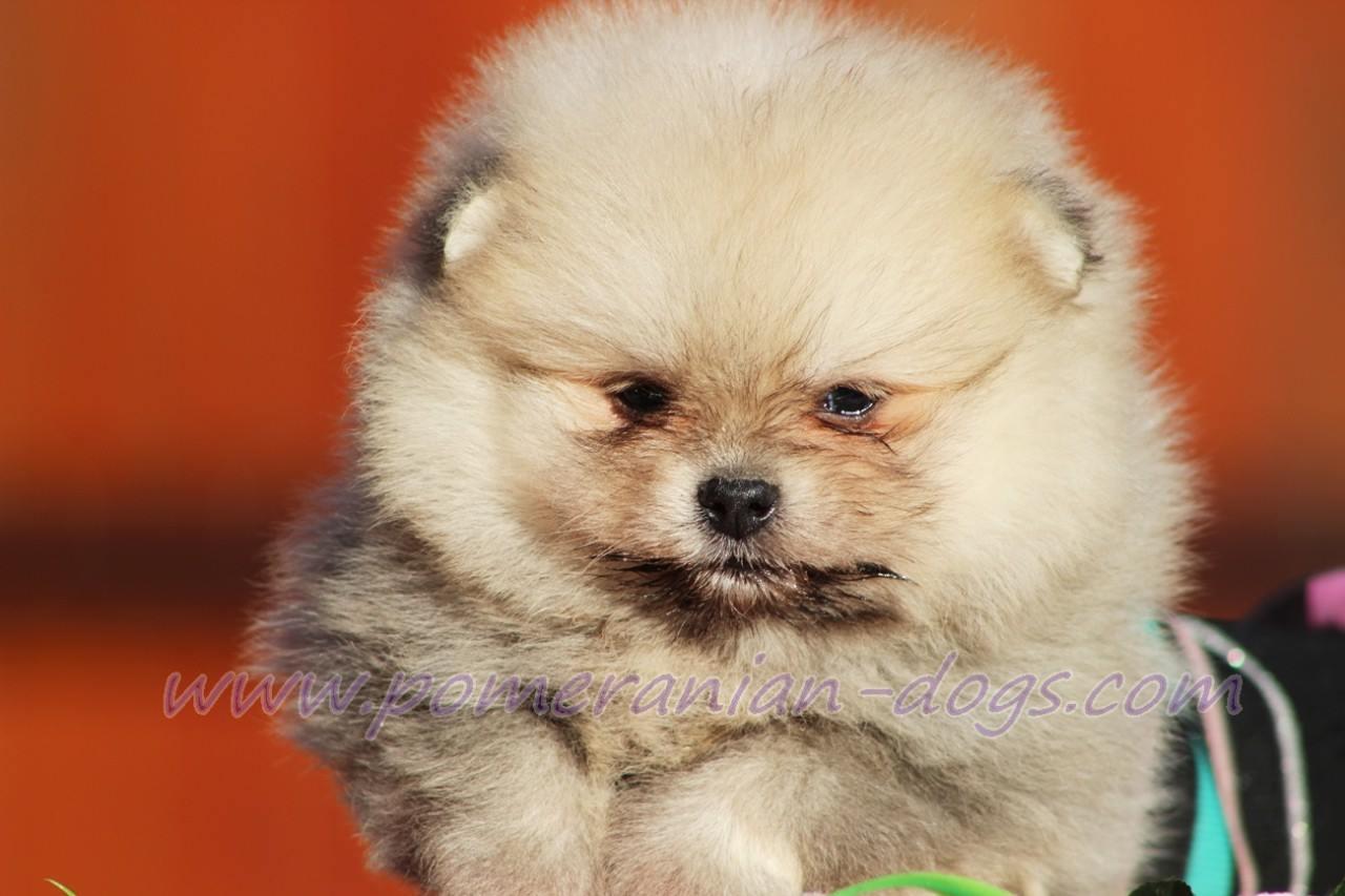Pomeranac-Boo-stenci