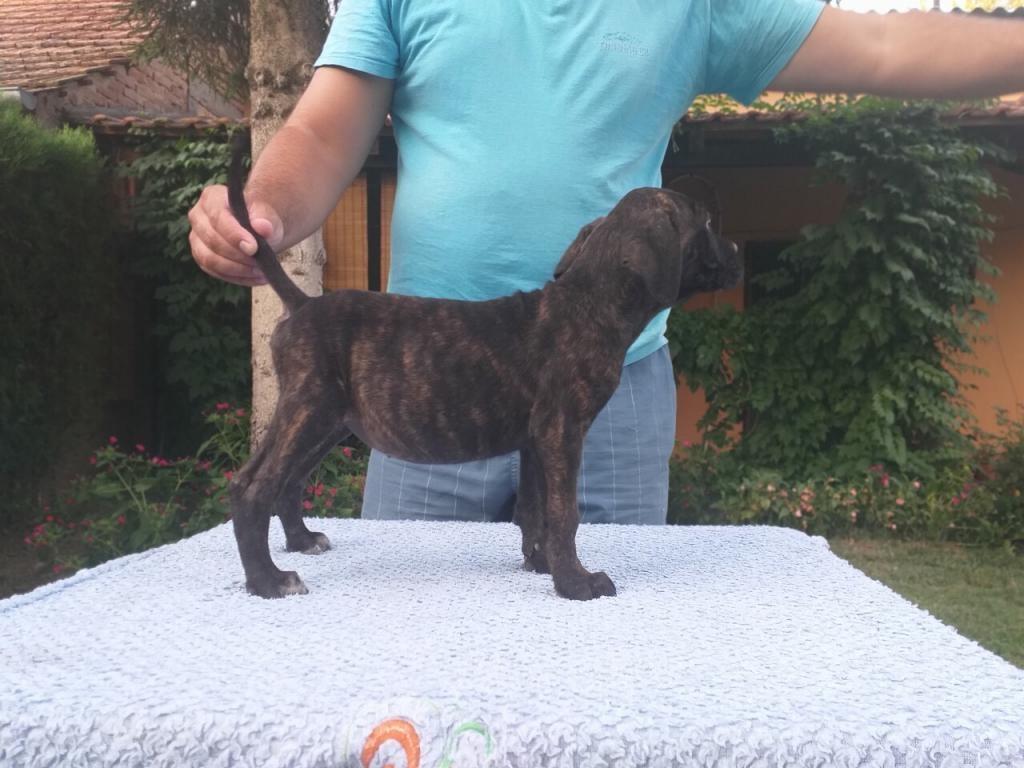 Cane-corso-štenci
