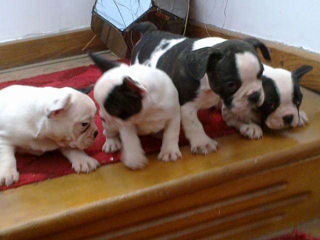 Francuski-buldog-stenad-