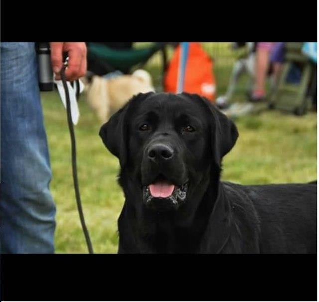 Labrador-Retriver-štenci-