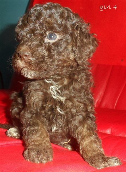 Lagotto-Romagnolo-stenci