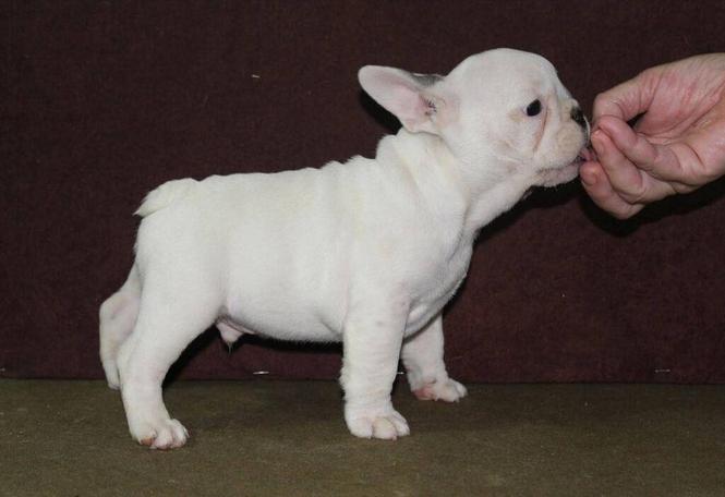 Francuski Buldog