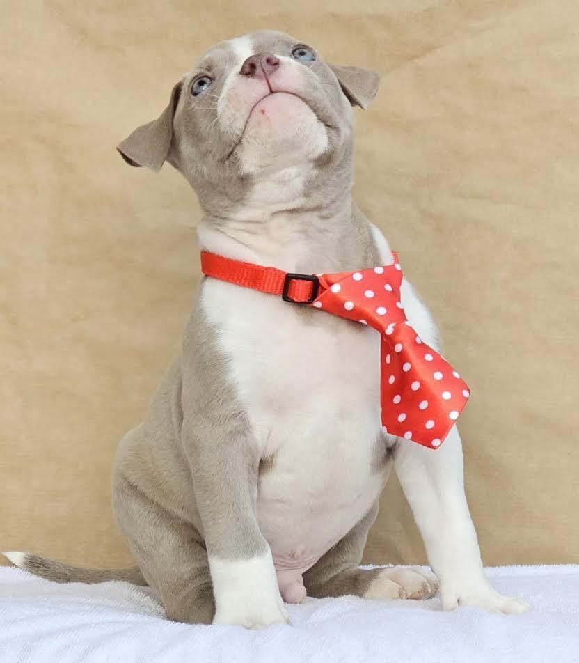 American-bully-pocket