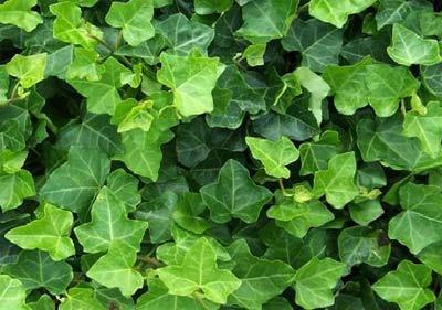 BRSLJAN-SADNICE--3-komada