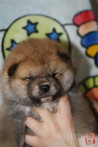 Akita-Inu-Stenci