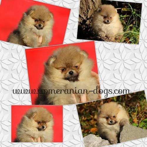 Pomeranski spic Boo stenad
